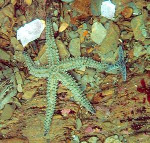 starfish_rosehill