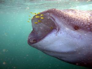 feeding whaleshark