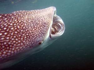 whaleshark