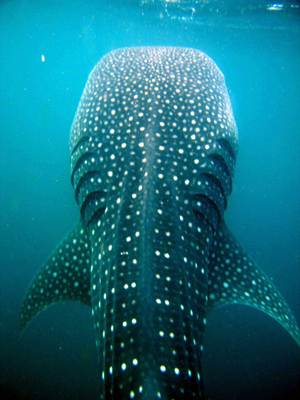 Whaleshark photo