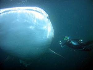 Snorkeling with whalesharks