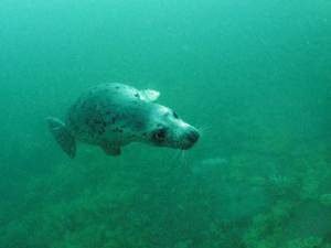 Seal in the Farnes Islands