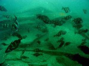 Pollock on Lullworth Banks