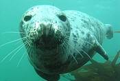 seal underwater