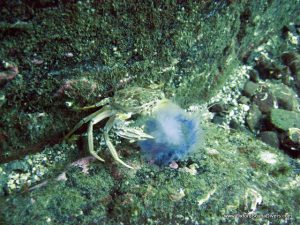 crab_feasting_on_jellyfish.jpg