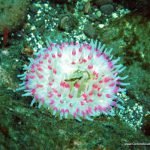 dhalia_anemone.jpg