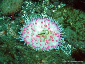 dhalia_anemone.jpg