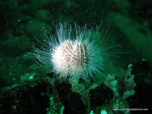 hairy_urchin_feeding.jpg