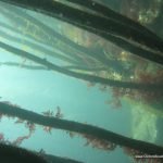 kelp_forest_in_the_spring.jpg