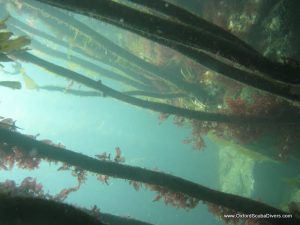 kelp_forest_in_the_spring.jpg