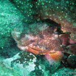 male_lumpfish_guarding_eggs.jpg