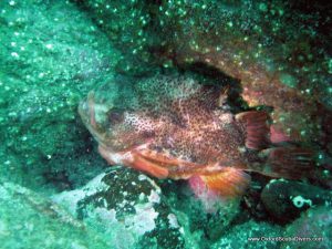 male_lumpfish_guarding_eggs.jpg