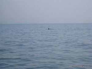 pilot whale.JPG