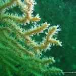 pink_sea_fan_detail.JPG