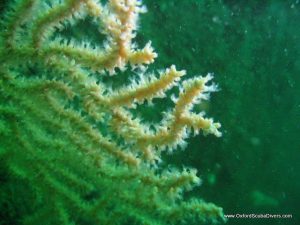 pink_sea_fan_detail.JPG