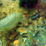 rock_islan_bridge_cuttlefish.jpg