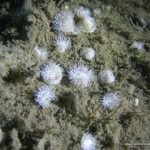 white_anemones.jpg