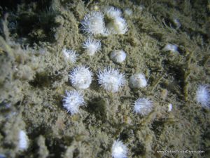 white_anemones.jpg