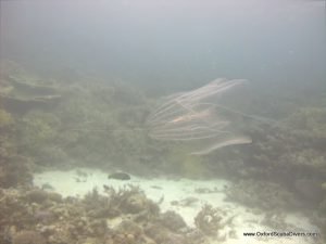 red-sea-diving_010212_0282.jpg