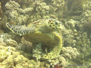 red-sea-diving_020212_0383.jpg