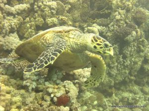 red-sea-diving_020212_0384.jpg