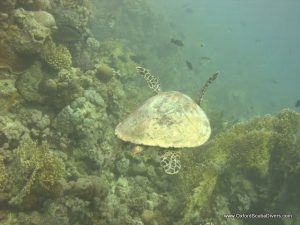 red-sea-diving_020212_0386.jpg