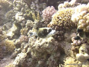 red-sea-diving_280112_0192.jpg