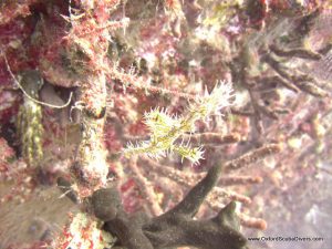 red-sea-diving_290112_0120.jpg