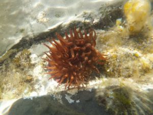 Beadlet anenome