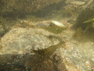 Kimmeridge 015