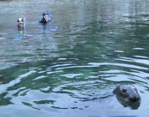 Babbacombe seal