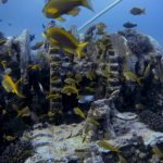 Winching gear on wreck of the Thistlegorm (Red Sea/Howard Thomas)