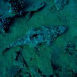 Crocodile fish (Red Sea/Howard Thomas)