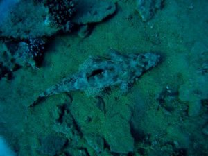 Crocodile fish (Red Sea/Howard Thomas)