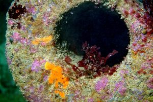 Wreck of the Glen Strathallan (Plymouth/Nart Daghestani)