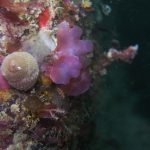 Sea snail and algae (Plymouth/Ed Wibberley)