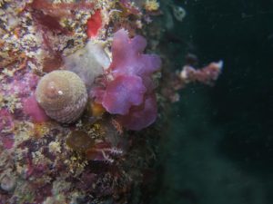 Sea snail and algae (Plymouth/Ed Wibberley)