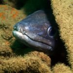 Conger eel (Plymouth/Nart Daghestani)