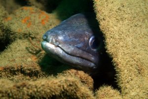 Conger eel (Plymouth/Nart Daghestani)