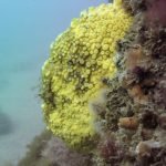 Yellow boring sponge (Chesil Cove, Dorset/Adam Hallet)