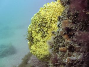 Yellow boring sponge (Chesil Cove, Dorset/Adam Hallet)