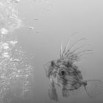 John dory (Chesil Cove, Dorset/Adam Hallet)