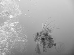 John dory (Chesil Cove, Dorset/Adam Hallet)