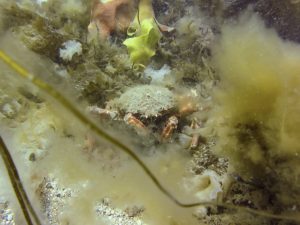 Spider crab (Chesil Cove, Dorset/Kasia Hallet)