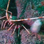 Spiny lobster (Porthkerris/Caio Goodman)