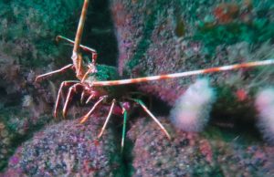 Spiny lobster (Porthkerris/Caio Goodman)