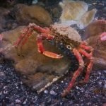 Spider crab (Porthkerris/Caio Goodman)