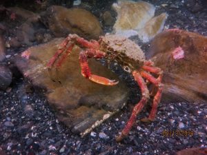 Spider crab (Porthkerris/Caio Goodman)