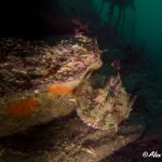 Scorpionfish on the wreck of the Glen Strathallan