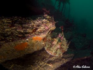 Scorpionfish on the wreck of the Glen Strathallan